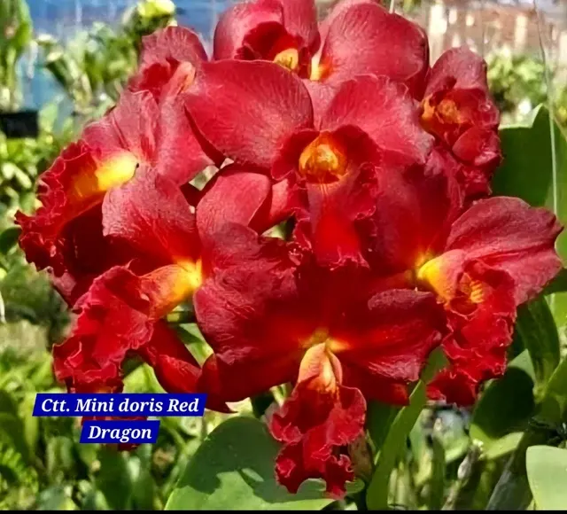Cattleya 2 Orchid (Cattleya)