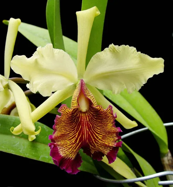 Cattleya dowiana var aurea (Cattleya)