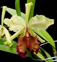 Cattleya dowiana var. aurea — NBS