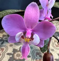 Phalaenopsis Stuartiana 'Sogo' HCC/AOS