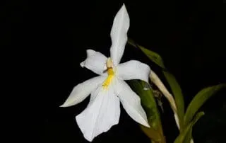 Miltonia spectabilis moreliana var alba