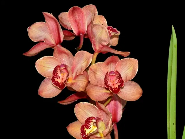 Cymbidium Pebbles Santa Barbara Very Good Orange (Cymbidium)
