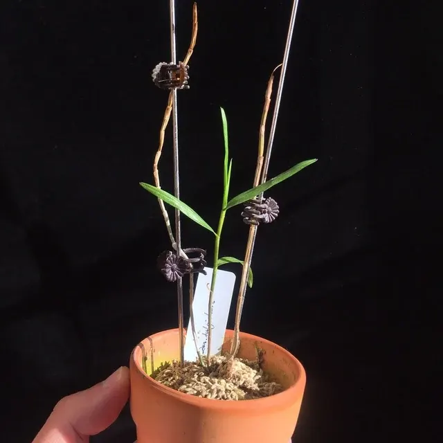 Dendrobium fulgidum (Dendrobium)