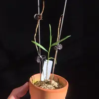 Dendrobium fulgidum