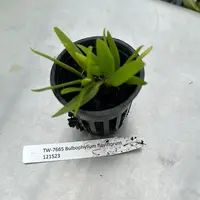 Bulbophyllum flaviflorum