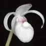 Mexipedium xerophyticum