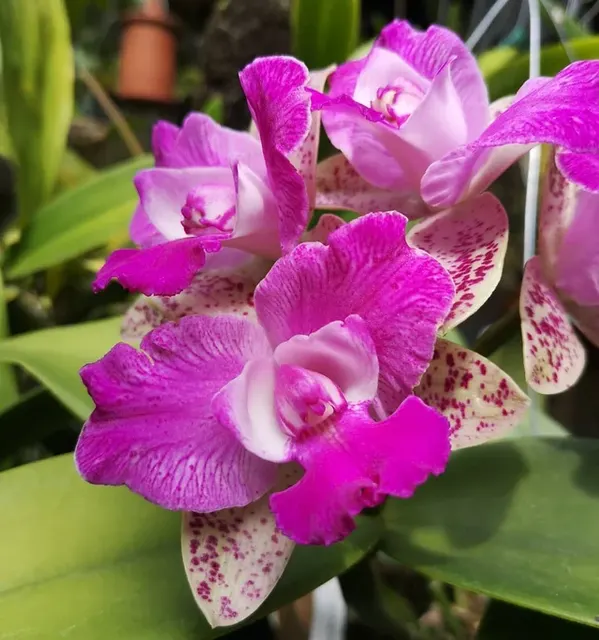 Cattleya CUT YUAN DUANG SWEET