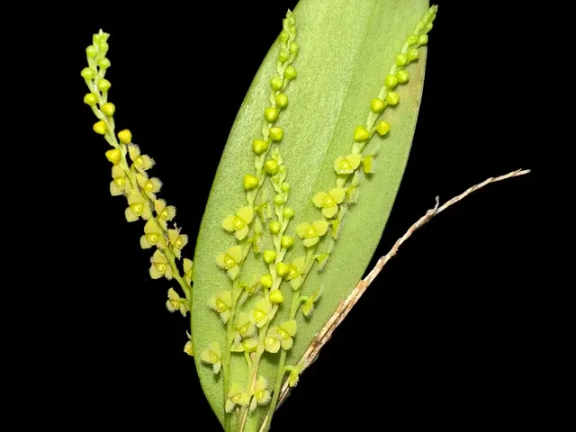 Stelis aprica f xanthinum (Stelis)