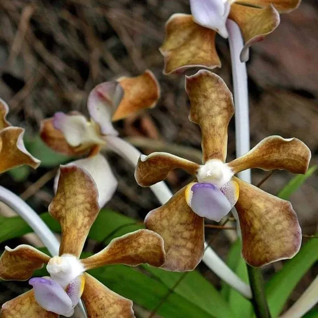 Vanda bicolor (Vanda)