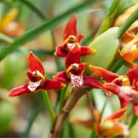 Maxillaria tenuifolia
