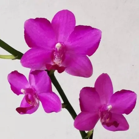 Phalaenopsis Pink Crystal