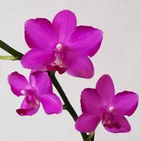 Phalaenopsis Pink Crystal 2.5"
