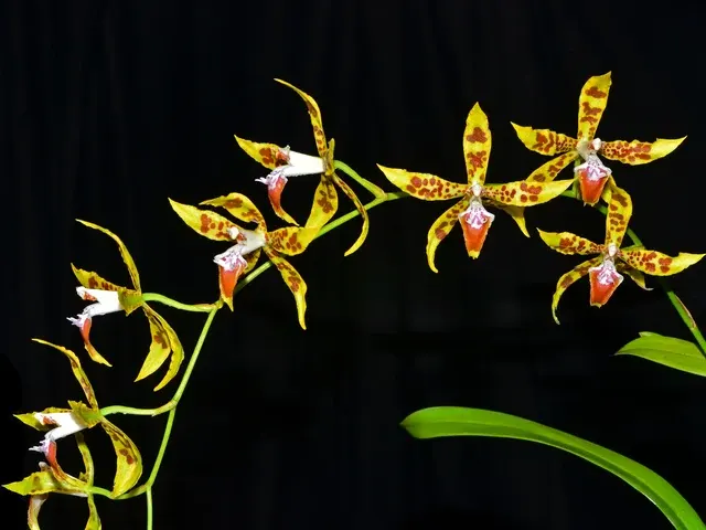Oncidium lindleyoides (Oncidium)