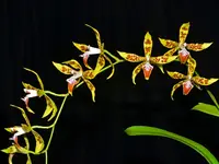 Oncidium lindleyoides