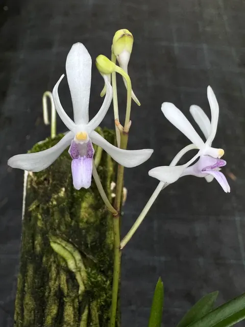Vanda Su-Fran-Mari (Vanda)