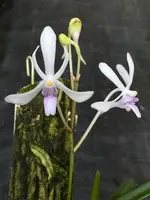 Vanda Su-Fran-Mari