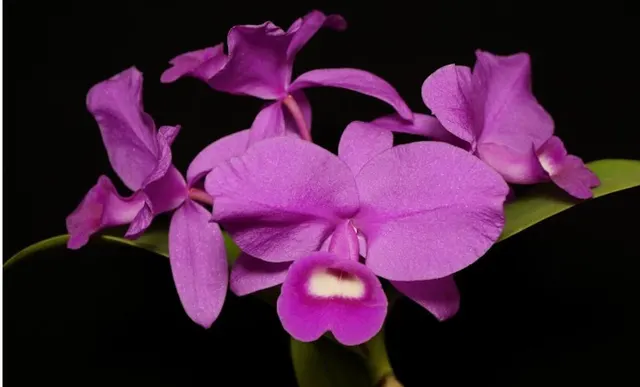Guarianthe skinneri 'Heiti Jakobs' (Guarianthe)
