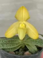 Paphiopedilum concolor striatum alba — 12 cm / No