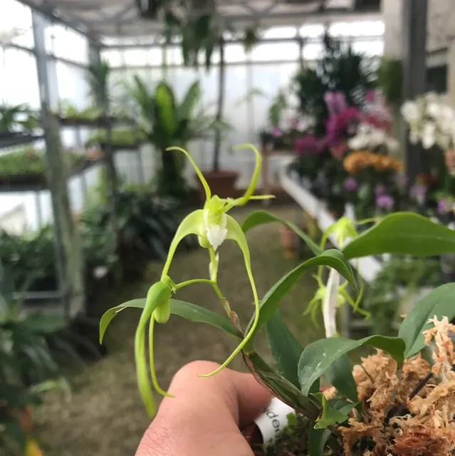 Dendrobium tetragonum 'album'