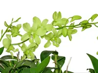 Dendrobium Aridang Green