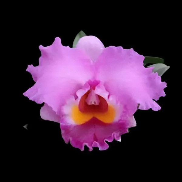 Laeliocattleya Lake Cachuma (Laeliocattleya)