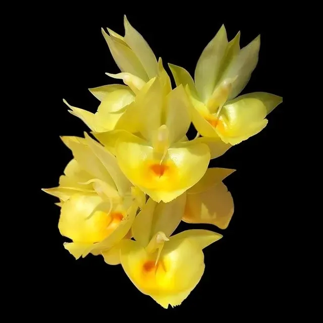 Catasetum pileatum var aurea