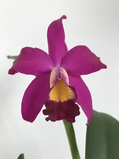 Sophrolaeliocattleya Hsin Buu Lady x L.sincorana 'Y.T. Beauty'