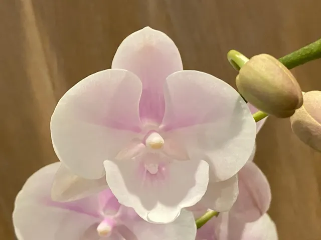 Phalaenopsis Large Pink Dream Bubble Big Lip