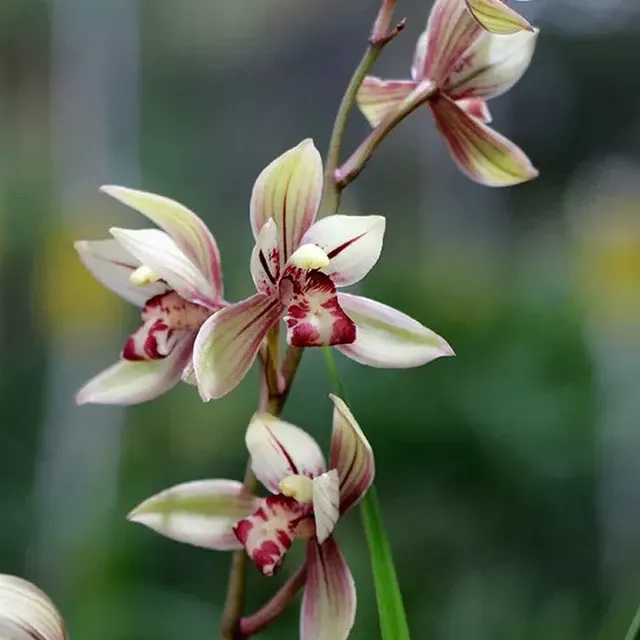 Cymbidium ensifolium 'Yu-Ru-Jiao' (Cymbidium)