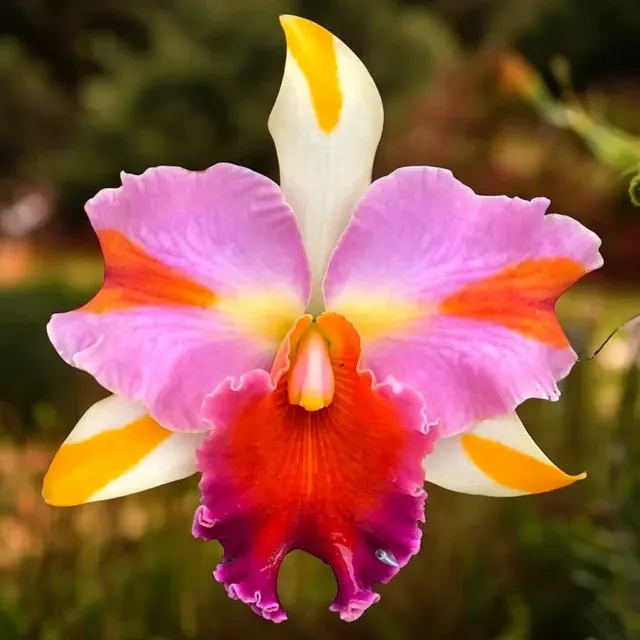 Rhyncholaeliocattleya Amazing Thailand - Flori Parfumate 'Magician' (Rhyncholaeliocattleya)