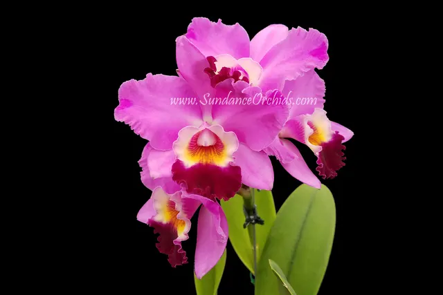 Potinara Creation 'Sakura Candy'