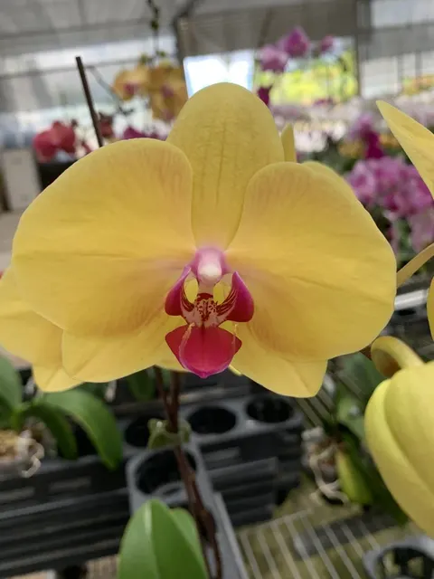Phalaenopsis Da Shang 'Yellow Sun'