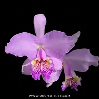 Cattleya lueddemanniana sp. Orchid Plant - SS