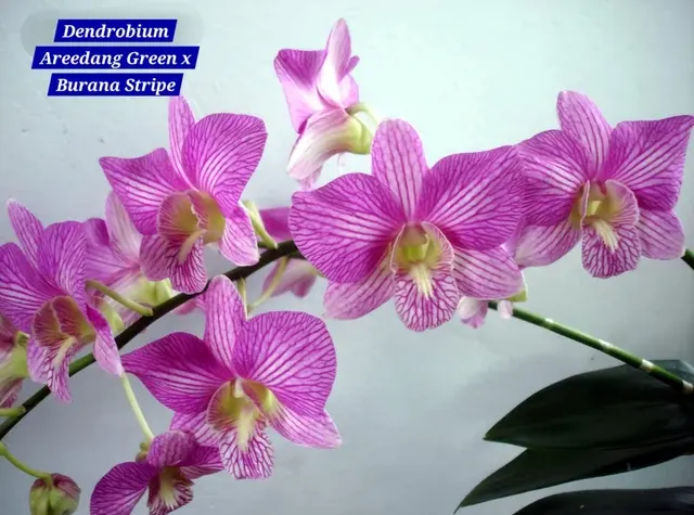 Dendrobium 1 Burana Stripe (Dendrobium)