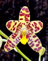 Ansellia africana (‘148’ x sib)