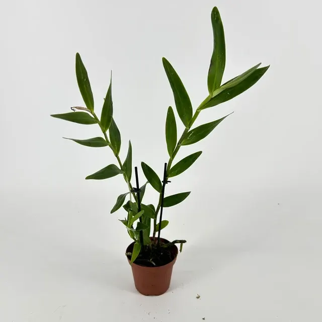 Epidendrum henschenii (Epidendrum)