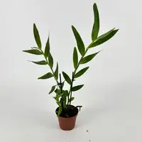 Epidendrum henschenii — Blühfähige Pflanze