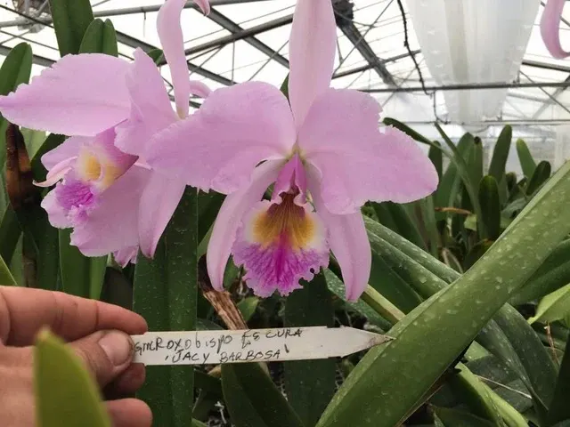 Cattleya labiata 'Jacy Barbosa' (Cattleya)