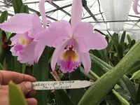 DIVISION Cattleya labiata roxo-bispo rosada clara ‘Jacy Barbosa’ - DIV. Of original plant!!!