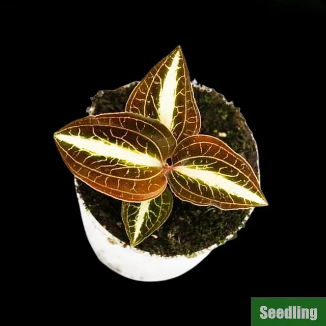 Anoectochilus albolineatus 'variegated MA7'
