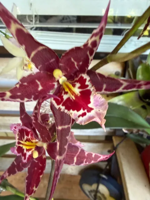 Aliceara Stellar Orchid 'Hoku' (Aliceara)