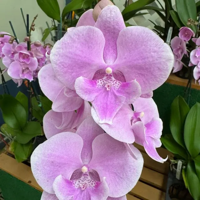 Phalaenopsis Elevator Pitch