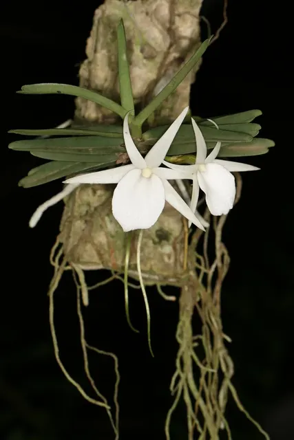 Angraecum rutenbergianun (Angraecum)