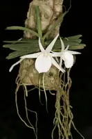 Angraecum rutenbergianum — Potted
