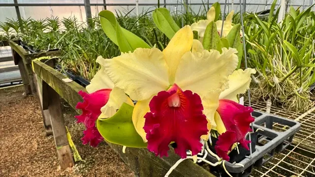 Brassolaeliocattleya Waianae Appeal 'Carmela' (Brassolaeliocattleya)