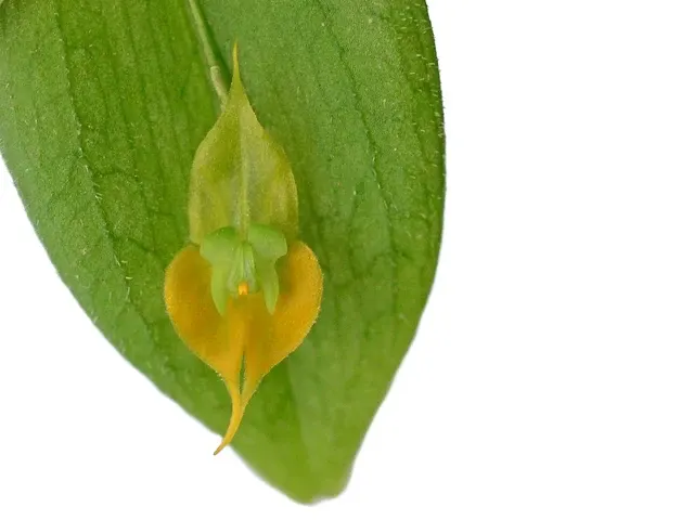 Lepanthes gargoyla f xanthina