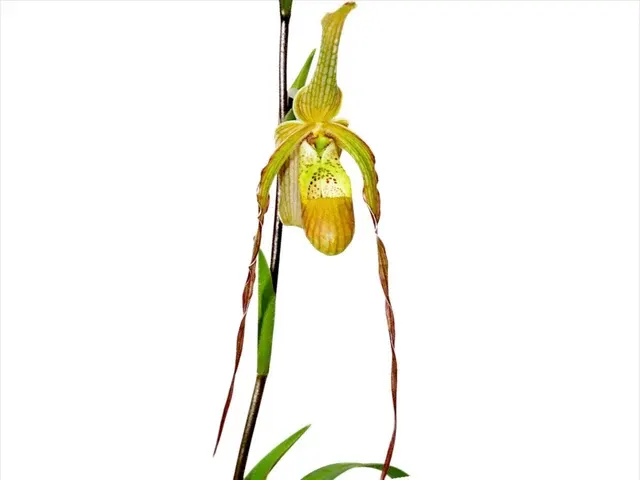 Phragmipedium Rina Soto (Phragmipedium)