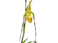 Phragmipedium Rina Soto