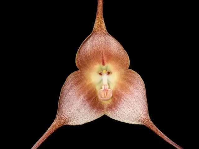 Dracula gigas f brown (Dracula)