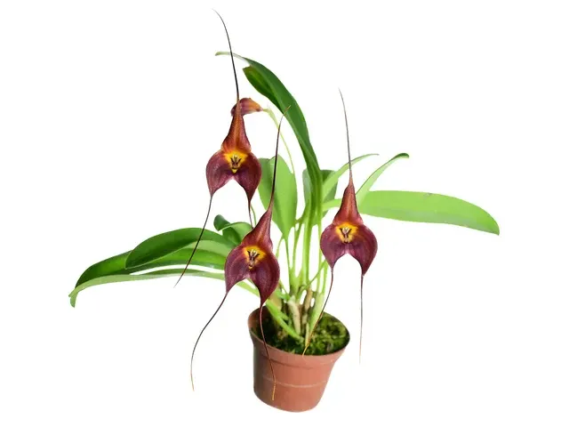 Masdevallia Dark Star (Masdevallia)